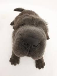 The horse coat is very short and prickly, and can irritate the skin of sensitive people. Blue Bearcoat Shar Pei Puppy 13 Weeks Photographic Print Mark Taylor Allposters Com