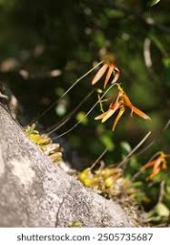 Image result for Bulbophyllum intertextum