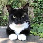 Tuxedo Cat Breed Profile - The Spruce Pets