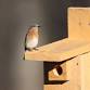 Build a Backyard Birdfeeder event image