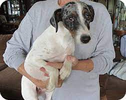 Salem Nh Australian Shepherd Mix Meet Sarah A Dog For Adoption Australian Shepherd Dog Adoption Australian Shepherd Mix