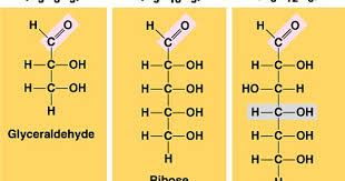 The Chemical Structures Of Triose Pentose And Hexose Sugars Respectively Glyceraldehyde Ribose And Glucose Chemical Structure Organic Chemistry Chemistry