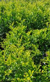 Image result for Murraya