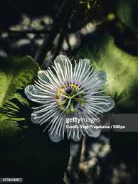 Image result for Passifloraceae