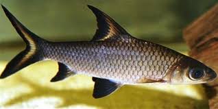 Kristal Kopek Baligi Freshwater Aquarium Sharks Aquarium Fish Tropical Fish