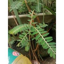 Your browser does not support the video tag. Shopee Malaysia Free Shipping Across Malaysia