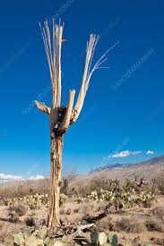 The saguaro cactus is a very unusual looking tree of the desert. Saguaro Cactus Ribs Stock Image C028 7696 Science Photo Library