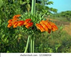 Image result for Vernonia nepetifolia