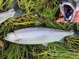 Dette vil være et vigtig skridt for at hindre spredning af pukkelaks til det vestlige og sydlige norge, siger hun. Kongsfjordelva Pukkellaks Det Er Fanget Og Observert Facebook