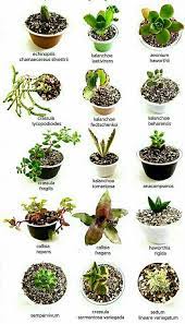 Nombres De Crasas Tipos De Plantas Suculentas Cultivo De Suculentas Suculentas