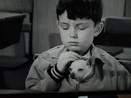 Bracken an issue? Leave it to Beaver