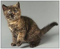 Tortoiseshell cats appear in some breeds like cornish rex, american shorthair, maine coons, british shorthair, ragamuffin, and persian. Pin On Animals