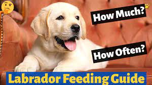 How Much And How Often You Should Feed Your Labrador Puppy Labrador Feeding Guide Youtube