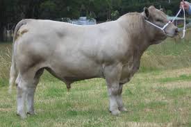 Tasmanian Grey Is A Polled Beef Breed Of Silver Grey Grey Or Dun Cattle Developed In Tasmania Australia In The 1930s Beef Cattle Cattle Cattle Farming