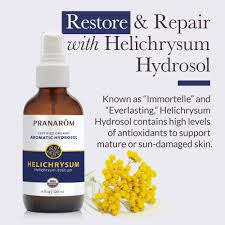 Image result for Helichrysum helvolum