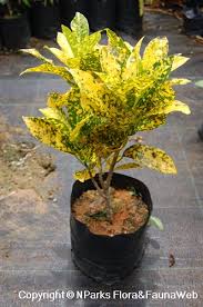 Image result for Codiaeum