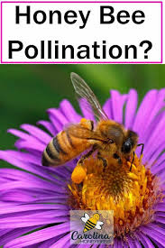 Birds Do It Bees Do It Movie 5 Amazing Bee Pollination Facts Bee Pollination Bee Keeping
