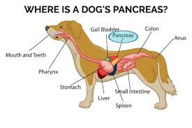 It is essential that everyone should understand pancreas cancer and find out. Pancreatitis In Dogs Do You Know The Signs Risk Factors Dr Buzby S Toegrips For Dogs