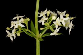 Image result for Galium scabrellum