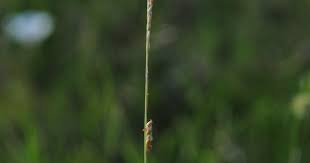 Image result for Setaria geminata