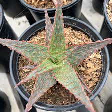 Image result for Aloe pienaarii