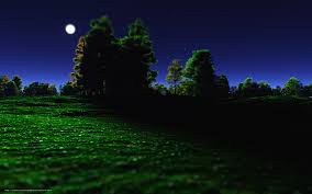 Bildergebnis für wallpaper wald in der nacht