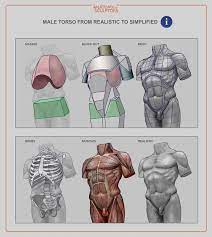 Artstation Male Torso Anatomy For Sculptors Anatomy For Artists Male Torso Human Anatomy Drawing