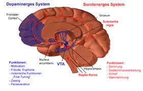 La serotonina es una sustancia que en la sangre se comporta como una hormona y que en el cerebro actúa como neurotransmisor. Serotonina Wikipedia