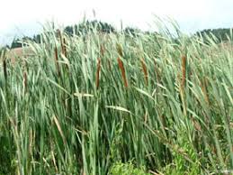 Image result for Rutidea orientalis