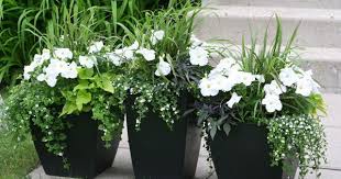 Black And White Flower Pot Pin By C L A I R E On All About Gardening Flower Pots Outdoor Container Flowers Flower Pots