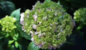 Check spelling or type a new query. Hydrangea Macrophylla Wall Art Page 4 Of 7 Fine Art America