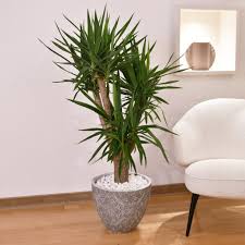 Image result for Yucca