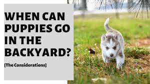 Maybe you would like to learn more about one of these? When Can Puppies Go In The Backyard The Considerations