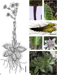 Image result for Alepidea amatymbica
