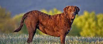 Chesapeake bay retriever puppies available for sale in new york from top breeders and individuals. Chesapeake Bay Retriever All About Dogs Orvis