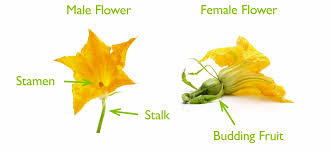 Most flowers have male and female parts that allow the flower to produce seeds. Flowers But No Fruit Try Hand Pollination