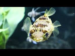 Baby Porcupine Pufferfish Feeding Time Frozen Shrimp Marine Tank Youtube