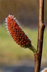 Image result for Vandellia humilis