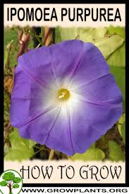 Image result for Ipomoea venosa