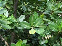 Image result for Calophyllum inophyllum
