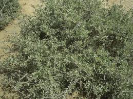 Image result for Atriplex halimus