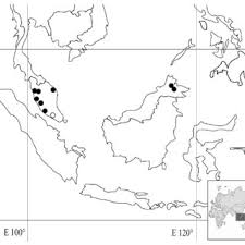 Image result for Anisophylleaceae