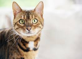 Here is a list of more than 400 cat names for male and female cats. 2019 S Most Popular Cat Names Revealed