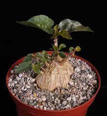 Image result for Ficus barteri