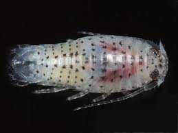 Image result for Dissotis pulchra