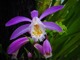 Pleione formosana is a genus of orchids...