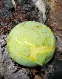 Image result for Sapotaceae