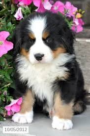 … is a lovable, affectionate puppy with the most irresistible black eyes. Oscar Bernese Mountain Dog Puppy For Sale In Mifflintown Pa Cute Dogs Cute Dogs And Puppies Cute Puppies
