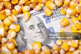 Dollars In Corn Stock Photo
