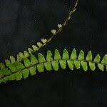 Image result for Adiantum incisum